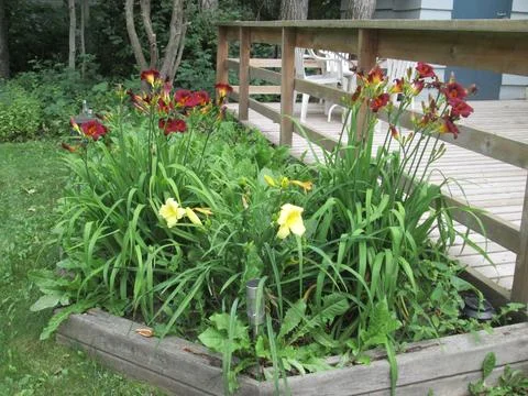 Flower Bed Fotos de archivo