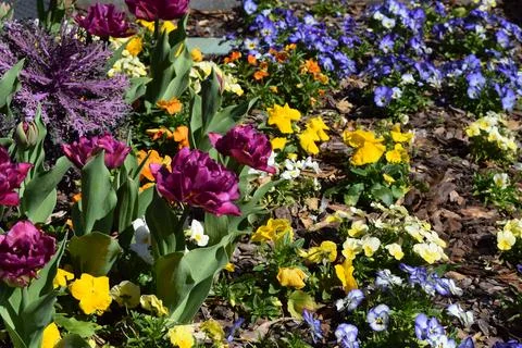 Flower bed 스톡 사진