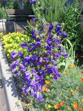 Flower bed Foto stock