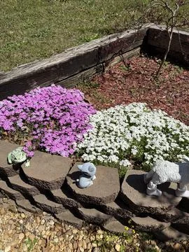 Flower Bed Stock Photos