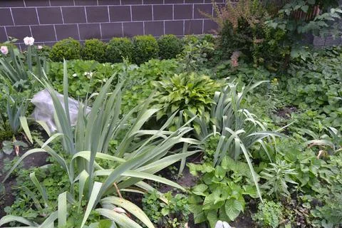 A flower bed prepared for summer but everything is still green Stock Photos
