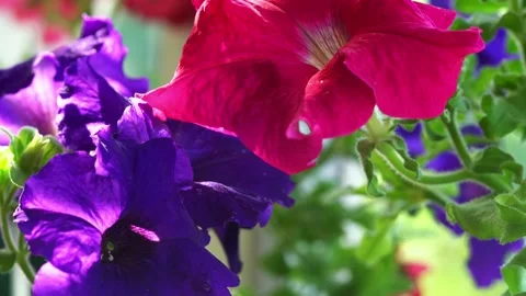 Flower bed with purple and yellow petunias Stock Footage 137190880