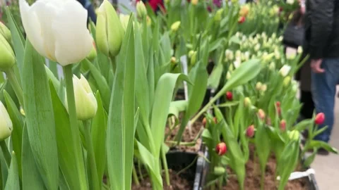 A flower bed of red and white tulips, on a flower Stock Footage 277609913