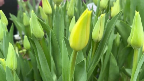 A flower bed of red and white tulips Stock Footage 277610733