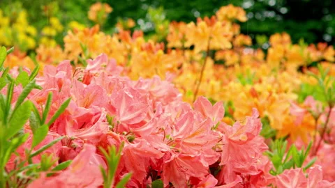 Flower bed of red and yellow Stock Footage 159267085