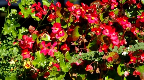 Flower bed of red flowers Stock Footage 54358216