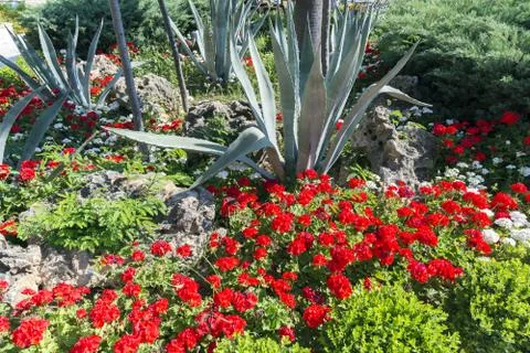 Flower bed with red geranium and aloe, Turkey Stock Photos