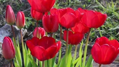 A flower bed of red open spring tulips in sunny bright weather Stock Footage 156352342
