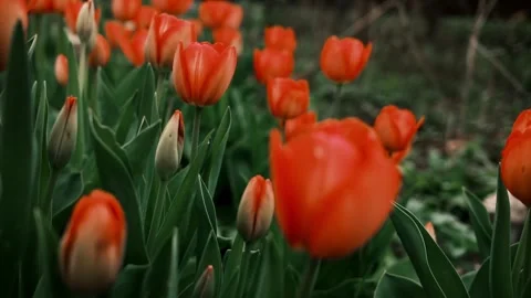 Flower bed of red tulips blooming in spring, close-up view with shallow depth of Stock Footage 316617541