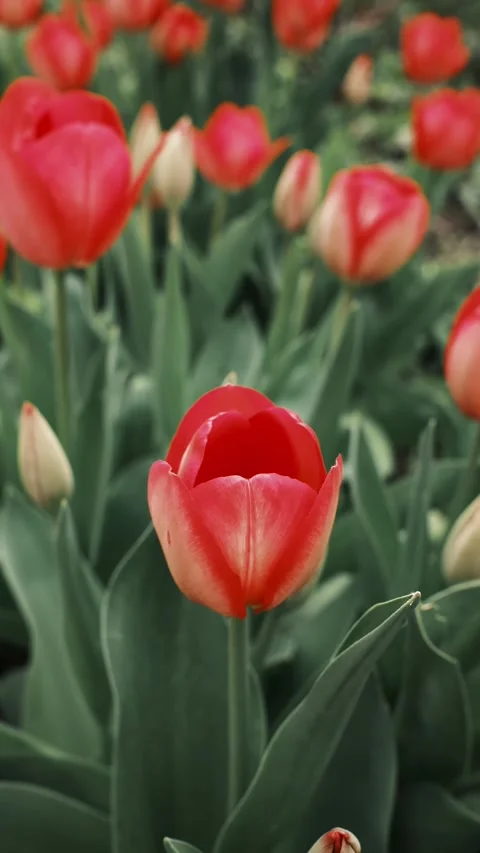 Flower bed of red tulips blooming in spring, close-up view with shallow depth of Stock Footage 316618251