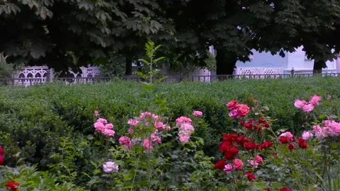 A flower bed with roses of different colors in the foreground. B roll Stock Footage 157045441