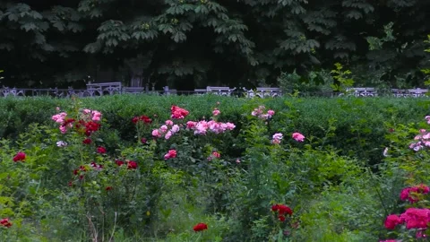 A flower bed with roses of different colors in the foreground. B roll Stock Footage 157045470