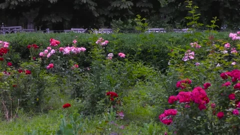 A flower bed with roses of different colors in the foreground. B roll Stock Footage 157045491