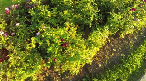 Flower bed of roses 스톡 동영상 54666542
