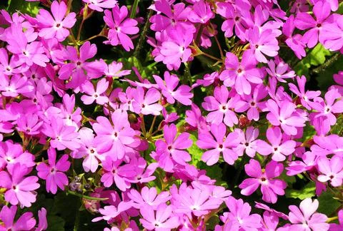 A flower bed of small violets close-up. Stock Photos