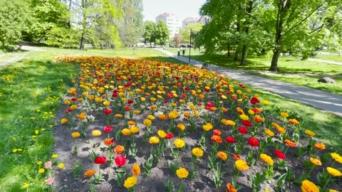 Flower bed in springtime park Stock Footage 194468976