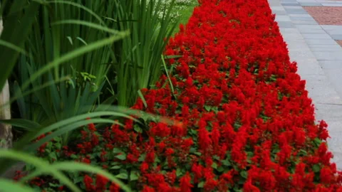 Flower bed on street Video stock 96092175