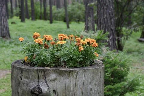 Flower bed on a stump in the forest Stock Photos