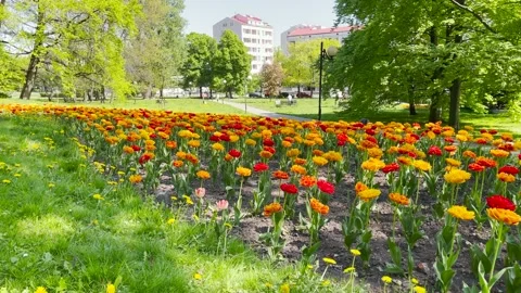 Flower bed in summer park Stock Footage 194468964
