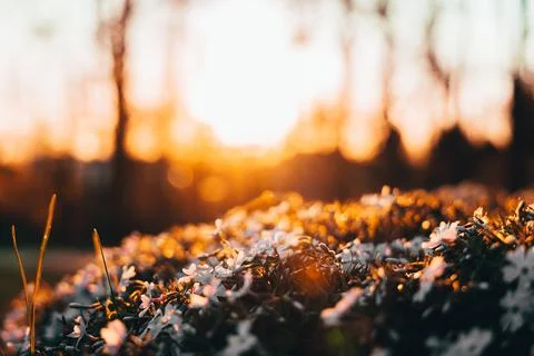 Flower Bed in Sunset Stock Photos