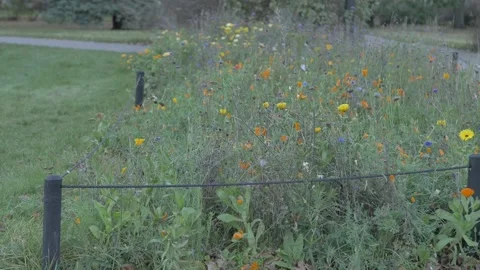 Flower bed in Tartu, so bugs bees and other insects could find place for Stock Footage 231415460