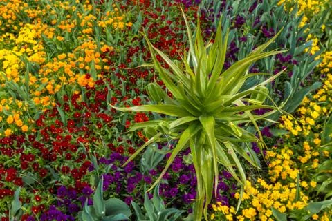 Flower bed top view in different colours Stock Photos