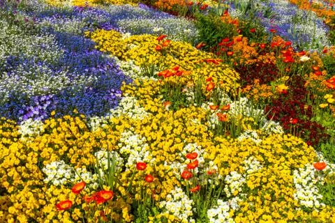 Flower bed top view in different colours Stock Photos
