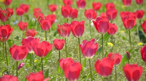 A flower bed of tulips with breeze in camera slider motion Stock Footage 48887732