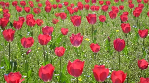 A flower bed of tulips with breeze Stock Footage 48887754