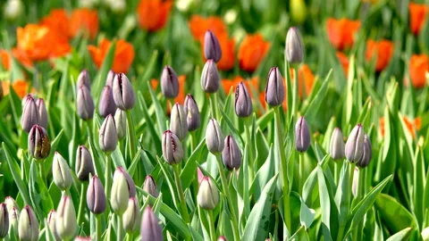 Flower bed tulips Stock Footage 107439704