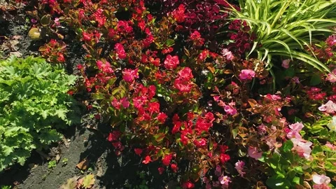 A flower bed with various types of flowers and plants, including Heuchera. Stock Footage 318611213