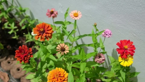 Flower Bed Viewed from Above Swaying in the Wind Vídeos de archivo 337623788