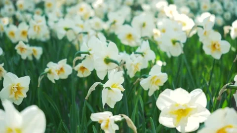 A flower bed of white narcissus grows in the park. Bulb flower bud close up Stock Footage 223897238