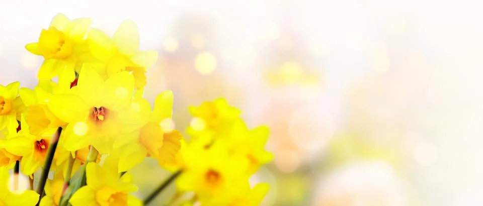 Flower bed with yellow daffodil flowers blooming in the spring Stock Photos