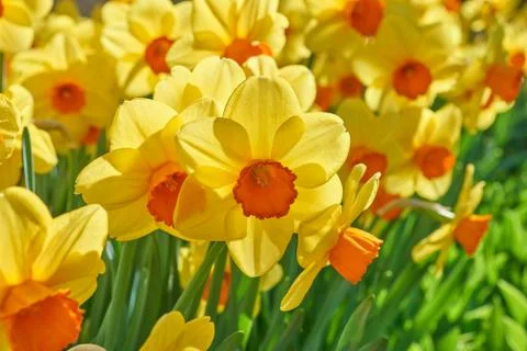 Flower bed with yellow Stock Photos