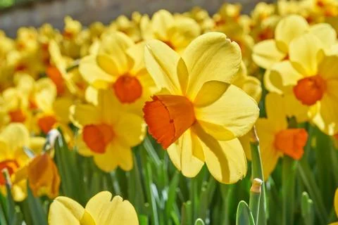 Flower bed with yellow Stock Photos
