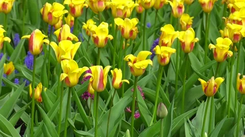 Flower bed of yellow tulips. Video stock 247275375