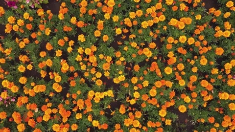 Flower bed zoom out Stock Footage 159056635
