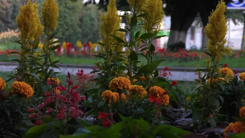 Flower beds. Footpath. In the background there is a roadway with cars. Stock Footage 157561723