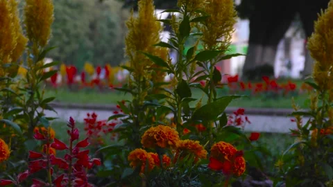 Flower beds. Footpath. In the background there is a roadway with cars. Stock Footage 157561729