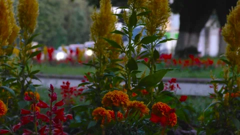 Flower beds. Footpath. In the background there is a roadway with cars. Stock Footage 157561736