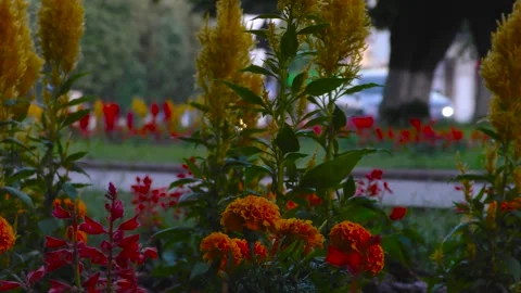 Flower beds. Footpath. In the background there is a roadway with cars. Stock Footage 157561741