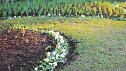 Flower beds  grass landscape round Stock-Footage 107839784