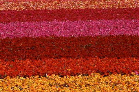 Flower beds Foto stock