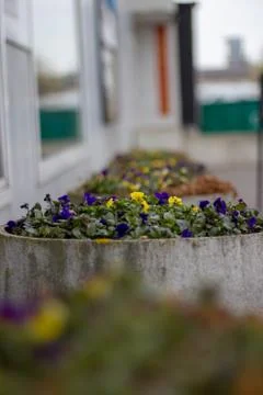 Flower-Beds 写真素材