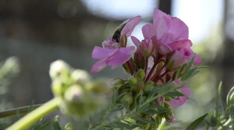 Flower with bee - Fiore con ape Stock Footage 34272179