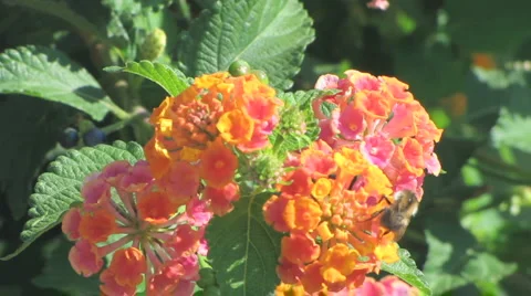 Flower with Bee Stock-Footage 1064538