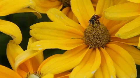 Flower with a bee Stock Footage 7905657