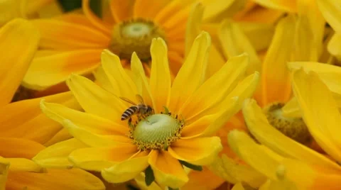 Flower with a bee Stock Footage 7905658