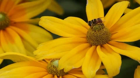 Flower with a bee Stock Footage 8848617